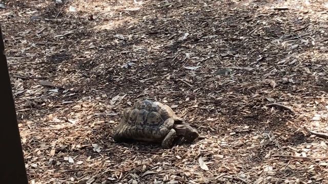 All About Leopard Tortoises - Australian Reptile Park смотреть онлайн