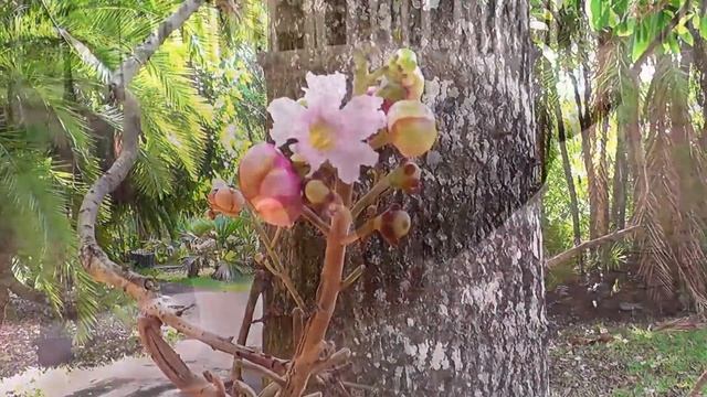 Pamplemousses Garden - a piece of paradise in Mauritius смотреть онлайн