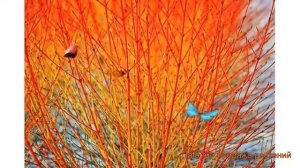 Дерен кроваво-красный Мидвинтер Файр ? обзор: как сажать, саженцы дерена Мидвинтер Файр