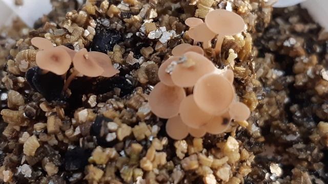 Momentos BASF: Combate la esclerotinia de la lechuga смотреть онлайн