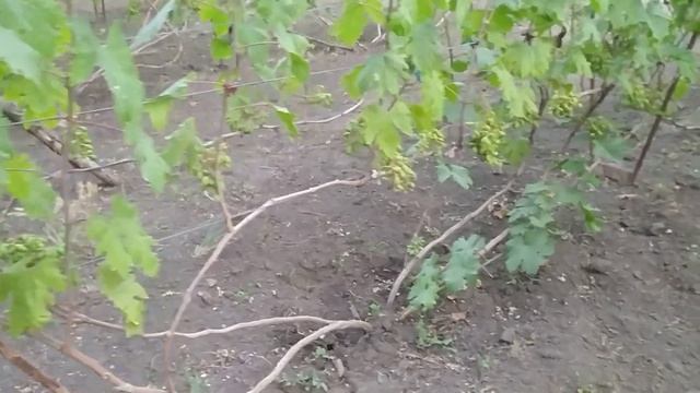 Начало окрашивания винограда. 02.07.2022г. Ромбик. смотреть онлайн