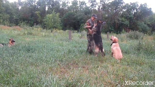 ИГРА С СОБАКАМИ под ДОЖДЕМ смотреть онлайн