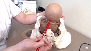 Биомеханизм родов при переднеголовном предлежании