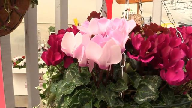 Cyclamen Morel : Spring trials - California (EN) Acres of Buzz Ellen Wells- Chris Beytes 2015/04 смотреть онлайн