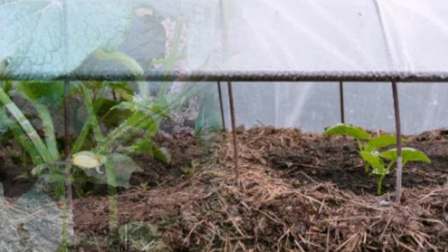 Забытый метод выращивания ранних огурчиков без теплицы смотреть онлайн