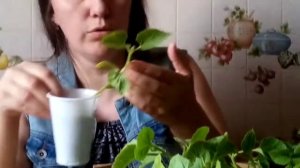 ДЕФОРМИРУЮТСЯ И ЖЕЛТЕЮТ ЛИСТЬЯ РАССАДЫ ДЫНИ, РАССАДА ДЫНИ ПЕРЕСТАЕТ РАСТИ — ЧТО ДЕЛАТЬ?