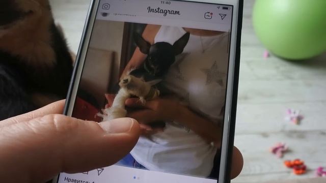 Большой домашний собаковлог от Русского Той Терьера. смотреть онлайн