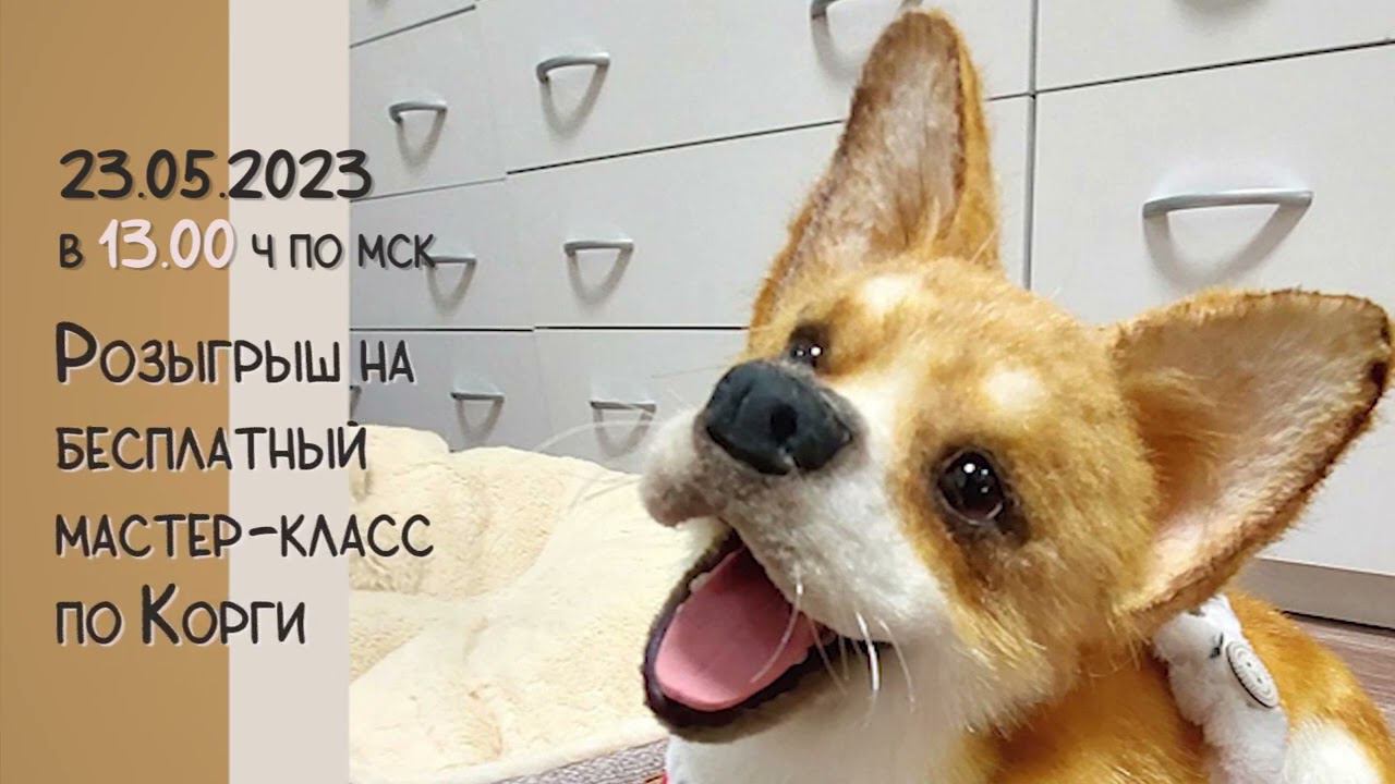 23.05.2023 в 13 ч по мск Розыгрыш на бесплатный МК по Корги