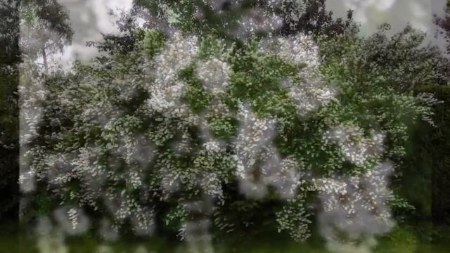 Érdeslevelű gyöngyvirágcserje (Deutzia scabra) - videó képekben смотреть онлайн