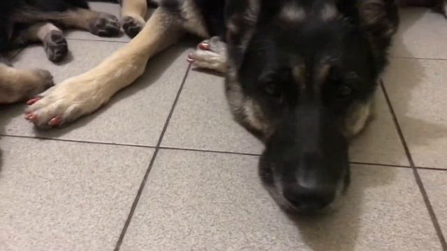 Восточноевропейская овчарка щенкам  45 дней от пары (Капитан Блад & Моншер Вирсаль Рандеву)