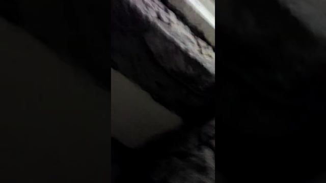 дики клатка смотреть онлайн