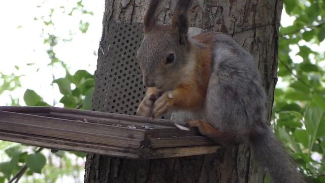 Белка 2 (весна)