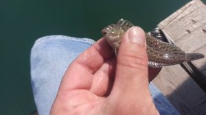 Рыбалка в Абхазии г.Сухум