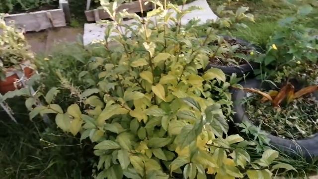 Дача, 11 сентября) осенняя красота) смотреть онлайн