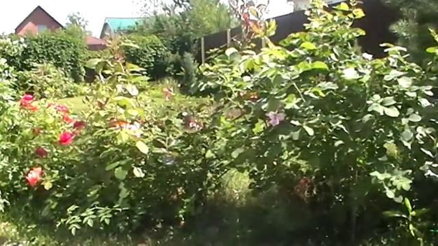 Многолетники и декоративные кустарники смотреть онлайн