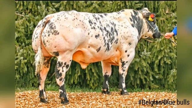 Belgian Blue bulls смотреть онлайн