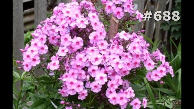 #688. Ирисы - самые лучшие цветы смотреть онлайн
