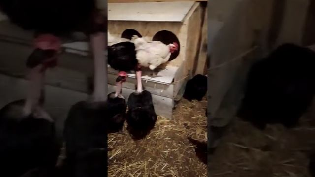 Гнёзда с яйцесборником для голошеек смотреть онлайн