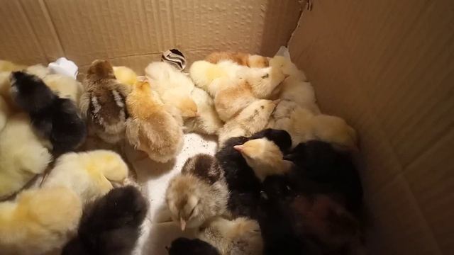 Вывод цыплят 21 суткив инкубаторе несушка. смотреть онлайн