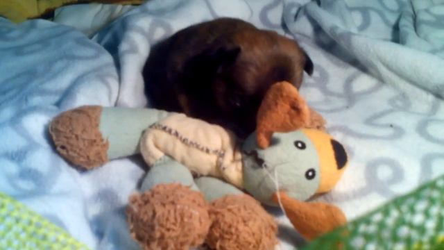 Флурри1,мальчик,пти брабансон,рыжий