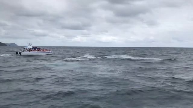 Залив Самана Киты 26/2 смотреть онлайн
