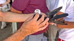 Птичий рынок г. Ташкент - ГОЛУБИ (31.07.2021) / Uzbek Pigeons