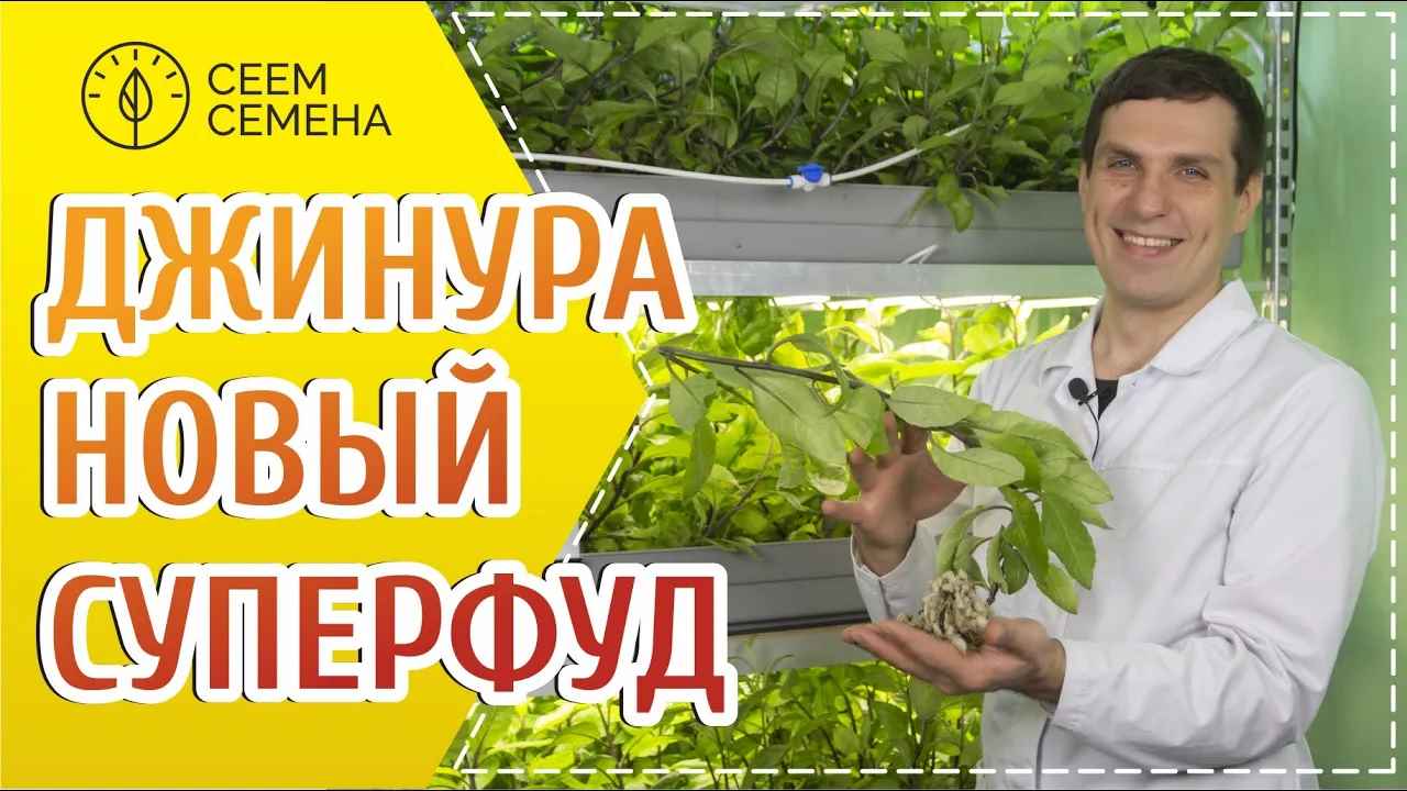Джинура Прокумбенс - новый суперфуд!