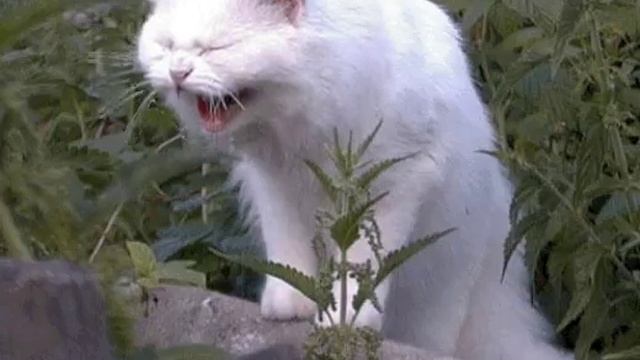 i (9).mp4 смотреть онлайн