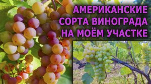 Эти сорта винограда выдерживают морозы до -30 градусов. Неукрывные бессемянные сорта винограда.