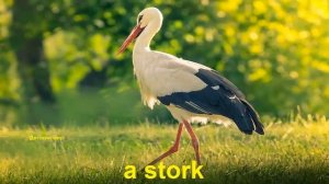 Birds in English. Learn birds.Названия птиц на английском языке.
