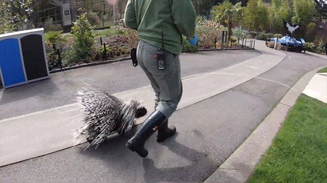 Porcupine Nolina Takes a Field Trip смотреть онлайн