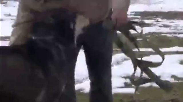 Куттобет казахский волкодав архивные записи 10 лет назад смотреть онлайн