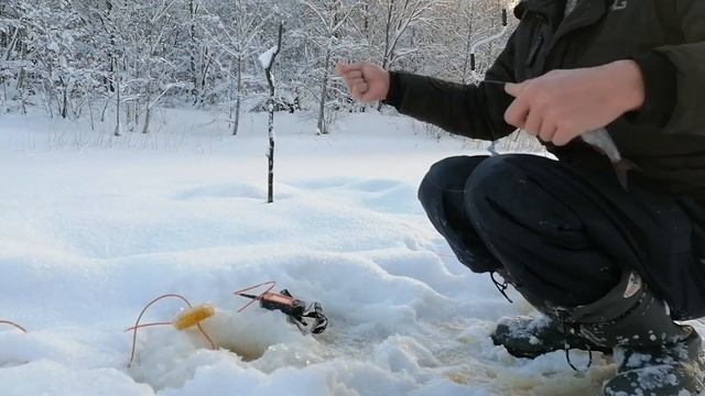 Вот это рыбалка! Ручей в тайге с крупной плотвой. Ловля на мормышку в глухозимье. Зимняя рыбалка. смотреть онлайн