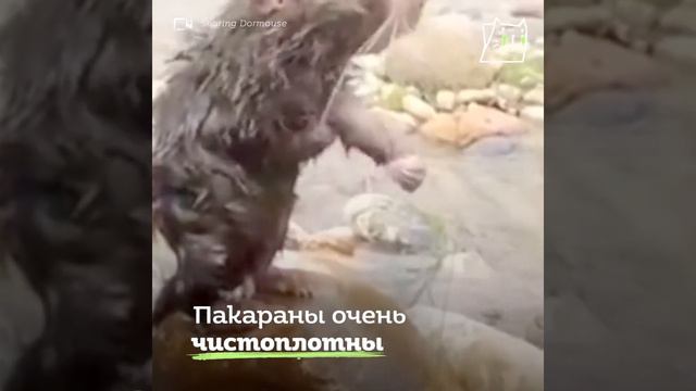 ПАКАРАНЫ Гиганткая мышь） смотреть онлайн