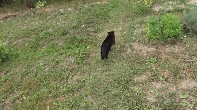 6 соток 31 августа 2022 год. Хроника. Life in the garden смотреть онлайн