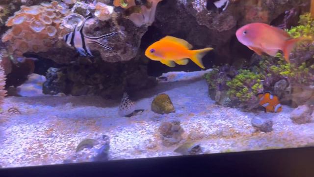 RESCUING FISH FOR MY REEF TANK! смотреть онлайн