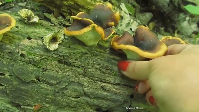 Ура! Опята осенние! смотреть онлайн