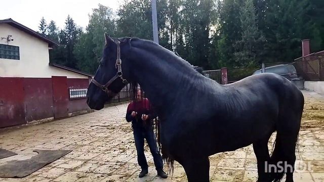 ЖЕРЕБЕЦ ФРИЗ ЯША И ЖЕРЕБЕЦ ШАЙР ПРИНЦ смотреть онлайн