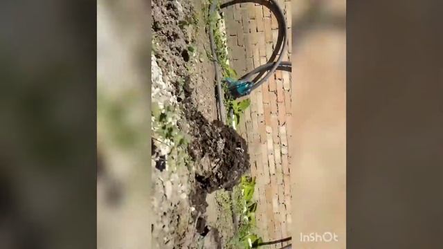 славная выгребная яма без химии