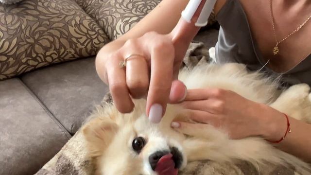 Как почистить зубы собаке шпиц ? Лучшие лакомства для чистки зубов смотреть онлайн