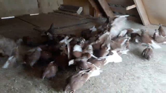 Бурые_ кормление_ линька ? смотреть онлайн