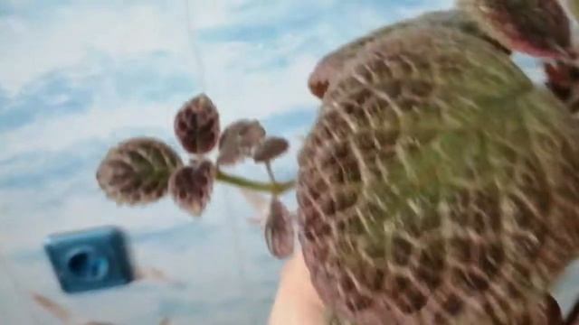 Эписции, разные сорта эписций. смотреть онлайн