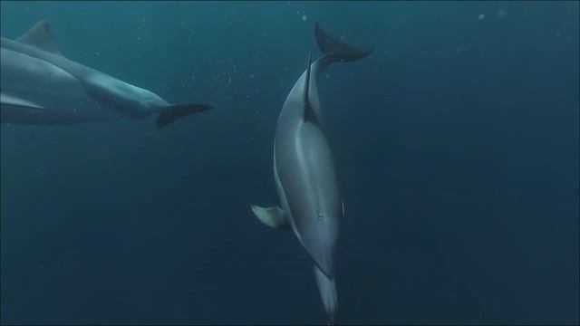Classical Music & Dolphin Songs. Music For Relaxing And Sleeping.
