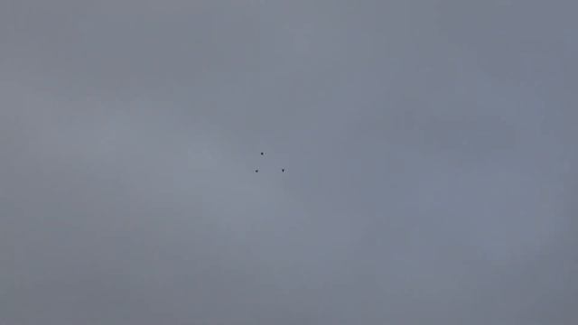 голуби 03.12.2021г. смотреть онлайн