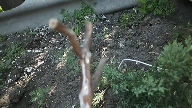 Виноград. Рилайнс пинк сидлис. Кузбасс. Сибирь. смотреть онлайн