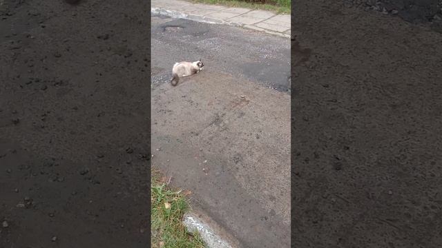 Животное домашнее.Любит тепло и заботу.В этом его послушание хозяевам.