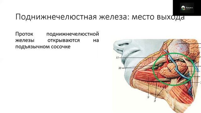 Анатомия слюнных желез смотреть онлайн