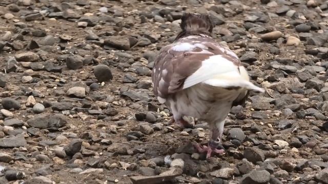 Красноголовый хохлатый голубь КМВ! смотреть онлайн