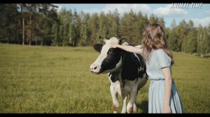 ГОЛОДНАЯ КОРОВА МЫЧИТ