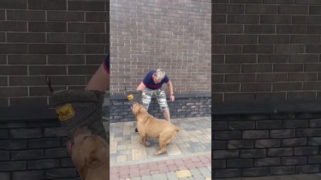 Учим толстого команде взять!) смотреть онлайн